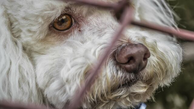 Perro