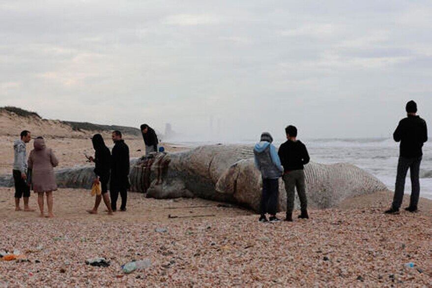 Cuerpo de una ballena aleta es hallada en Israel