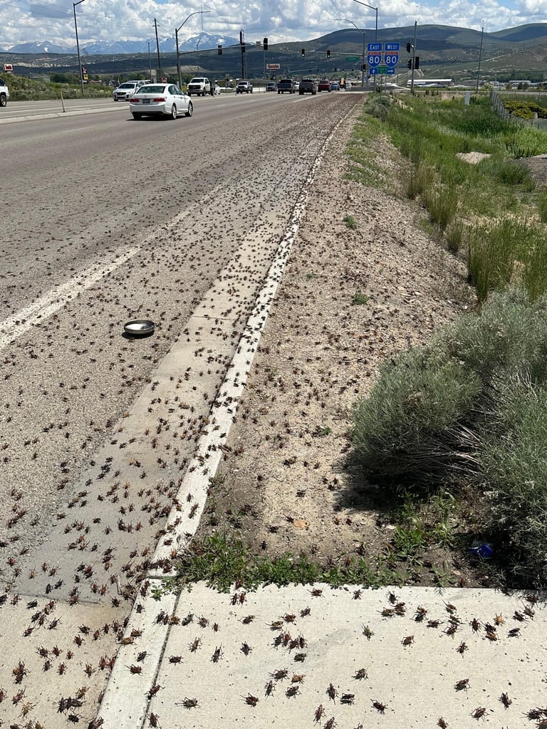 ¿Qué son los grillos mormones que invaden Nevada?