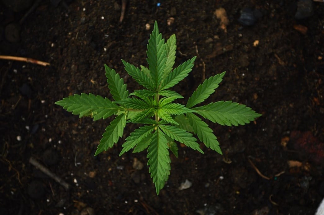 Marihuana