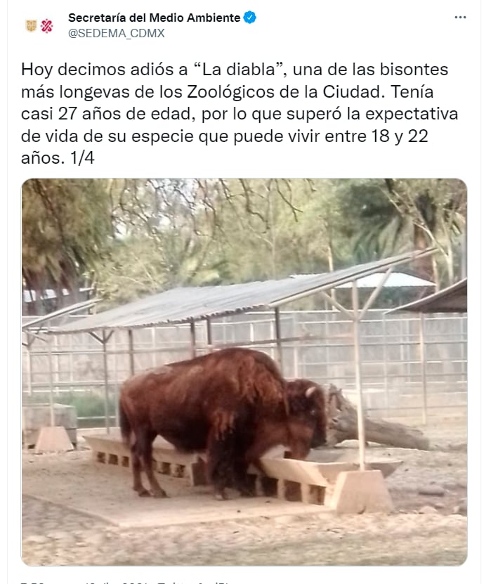 tuit que informó la muerte de la bisonte "la diabla" en cdmx