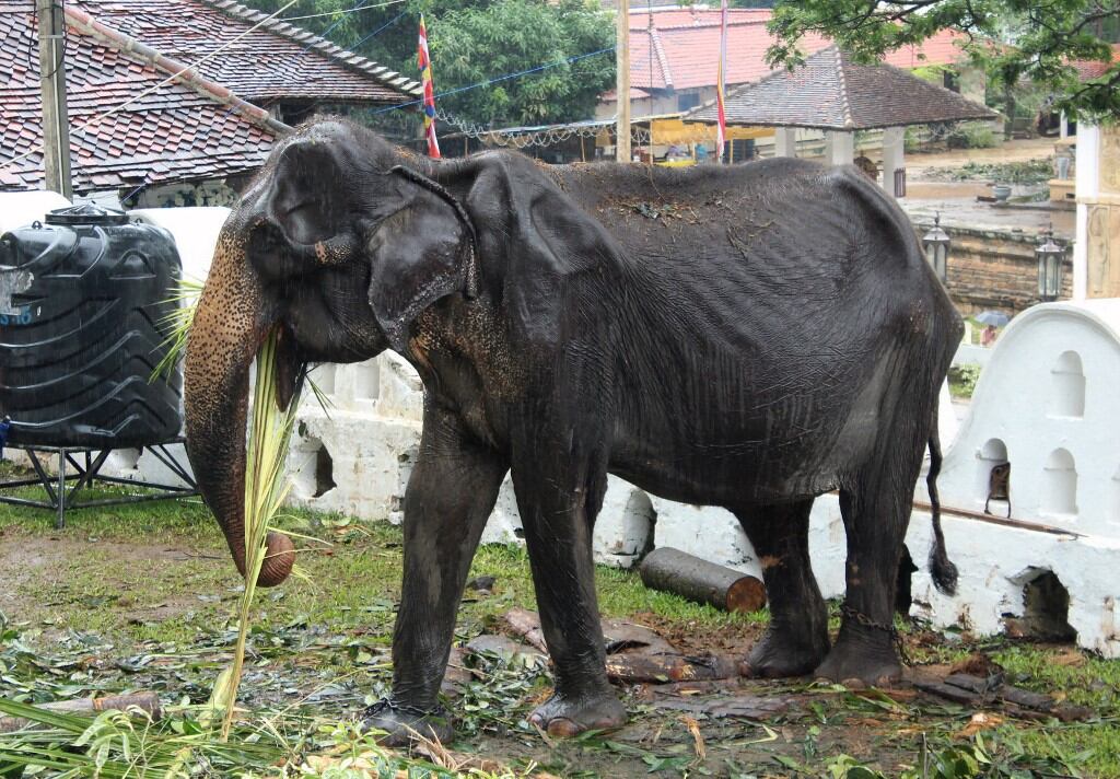 Tikiri