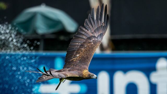 El Águila Real, emblema del Club América