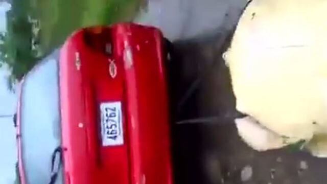 Arrastran a tortuga con auto.