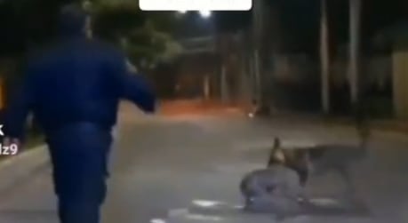Policía ahuyenta a jauría de perros que molestaban a otro
