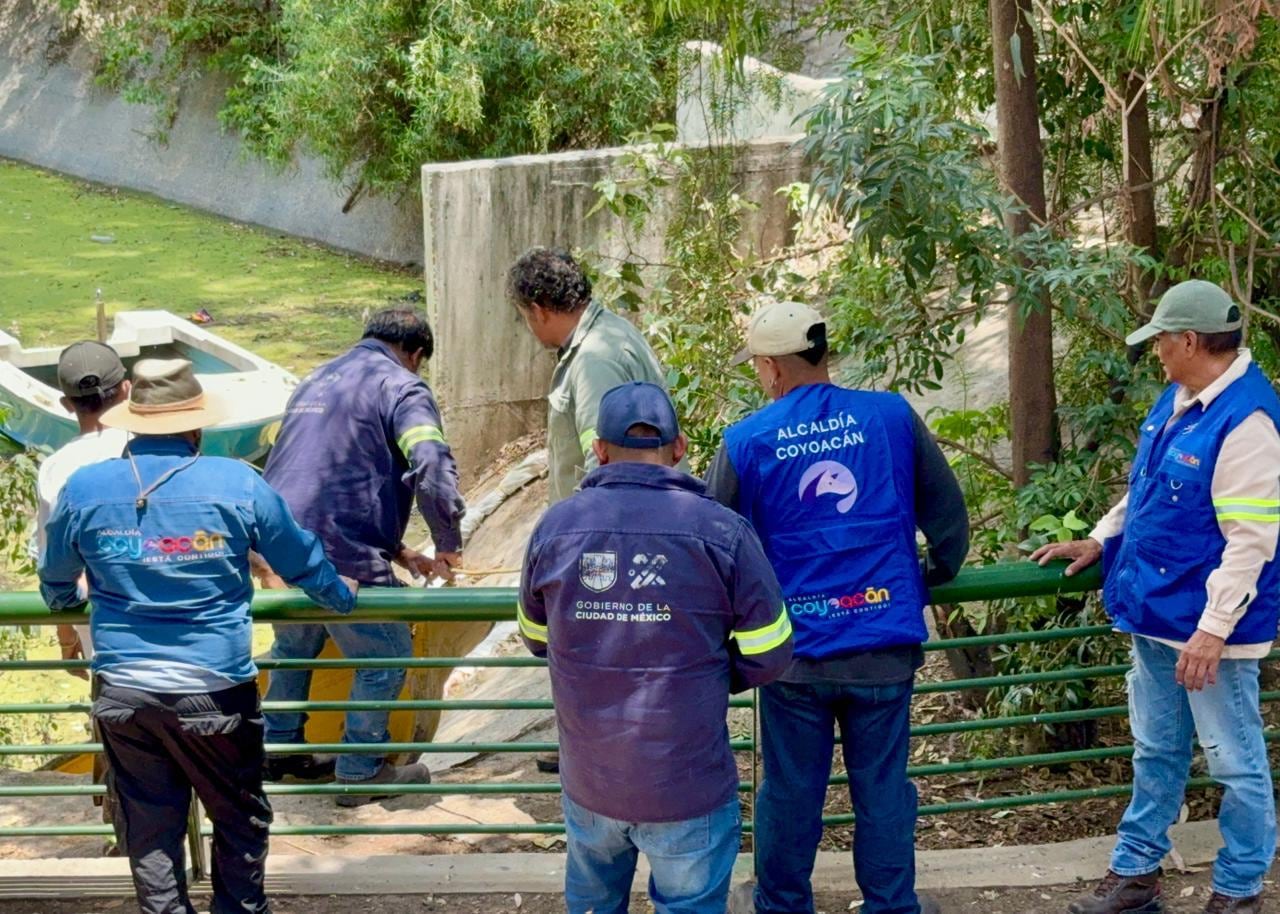 Lago Huayamilpas: Coyoacán y autoridades federales rescatan patos y preparan recuperación