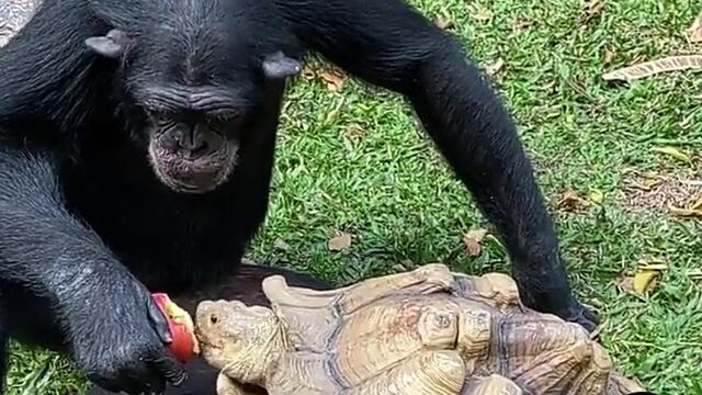 Chimpancé y tortuga comparten manzana
