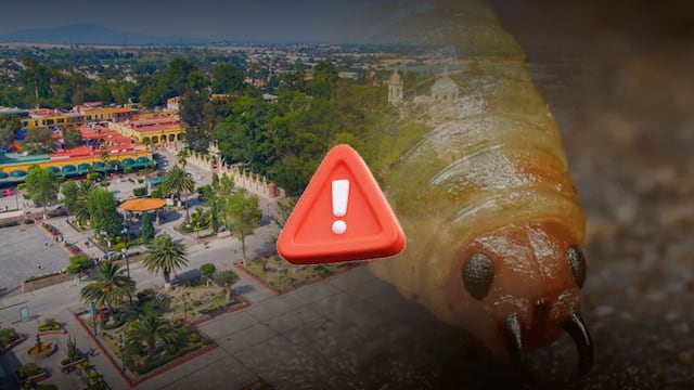 Se reportan nuevos casos de gusano barrenador en México