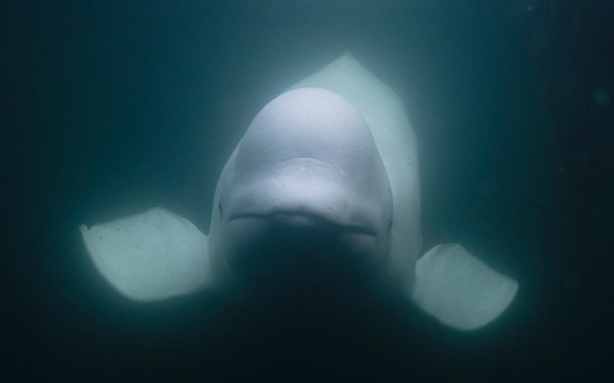 ¿Qué le pasó a la ballena rusa ‘espía’ Hvaldimir? La encuentran muerta a 5 años de haber sido descubierta
