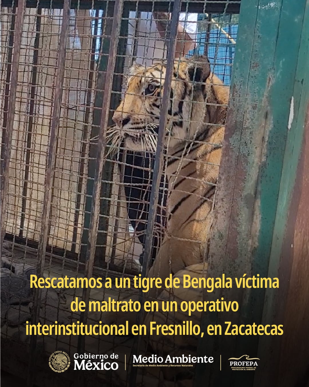 Tigre de Bengala en Fresnillo