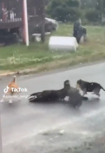 Perro defiende a su amigo de un águila