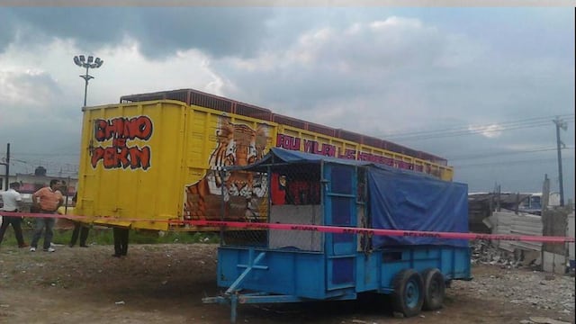 Encuentran a 7 tigres de bengala abandonados por un circo en el Bordo de Xochiaca