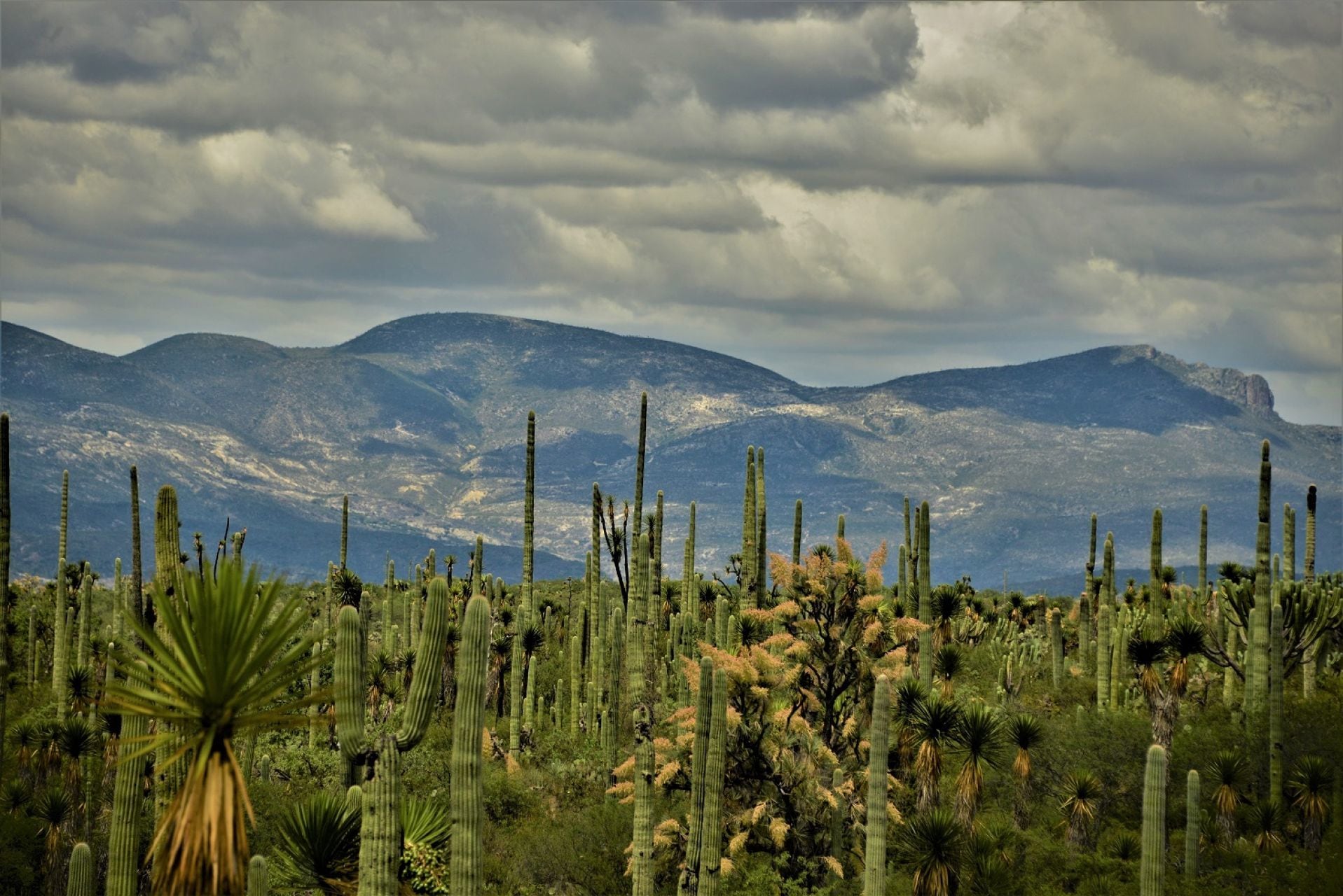 Reserva de la Biósfera Tehuacán-Cuicatlán