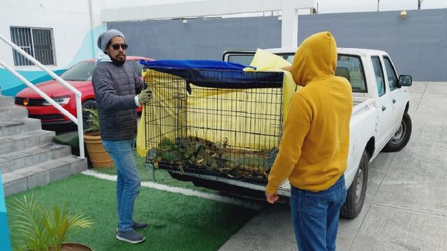 Resguardan iguanas congeladas en Tamaulipas