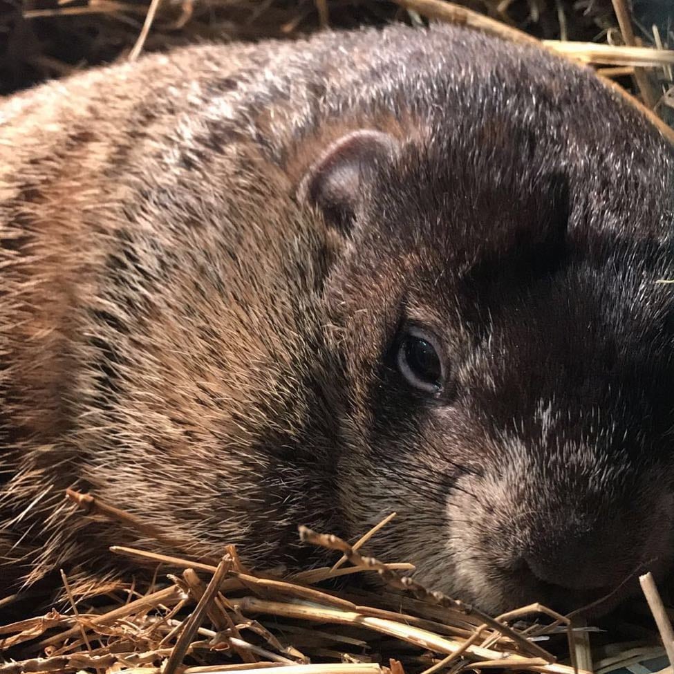 Marmota Milltown Mel