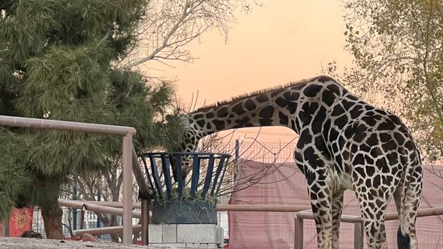 Jirafa benito necesita entrar en contenedor para su traslado