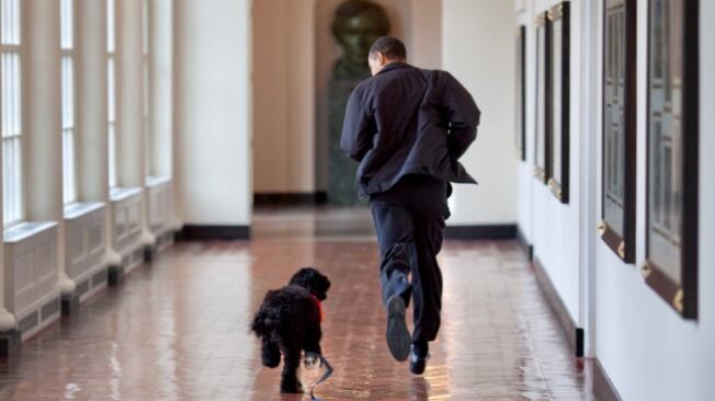 Muere 'Bo', el perro de Barack Obama