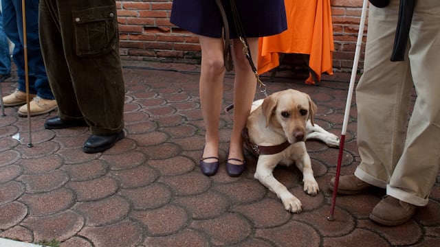 Escuela de entrenamiento para perros guía para ciegos IAP
