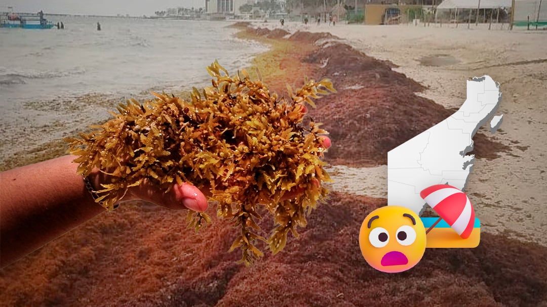Playa del Carmen enfrenta invasión de sargazo en playas