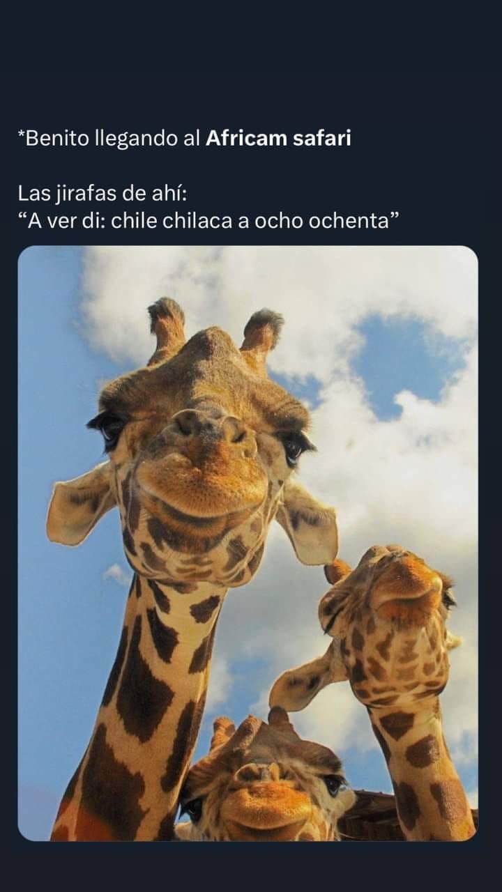 meme jirafa Benito