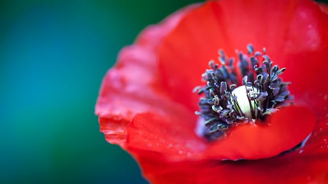 ¿Qué significa la amapola roja? El 11 de noviembre es el Día del Recuerdo