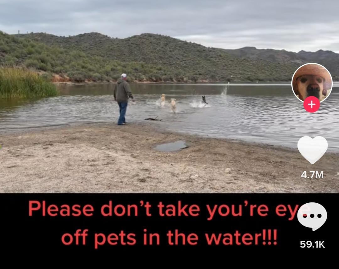 Ten cuidado al meter a tu perro a nadar