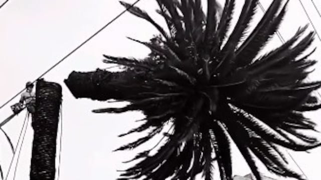 Palmeras de la Narvarte llegan a su fin