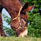 Burro mixteco: La nueva especie en México