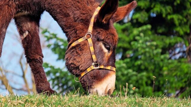 Burro