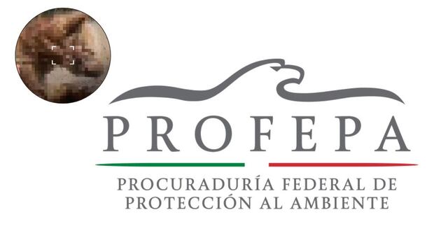 Profepa confirma delicado estado de salud de osa en Zoológico La Pastora, Monterrey