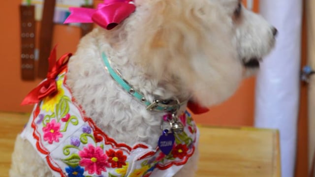 Ropa y accesorios para perros con un toque regional muy especial.