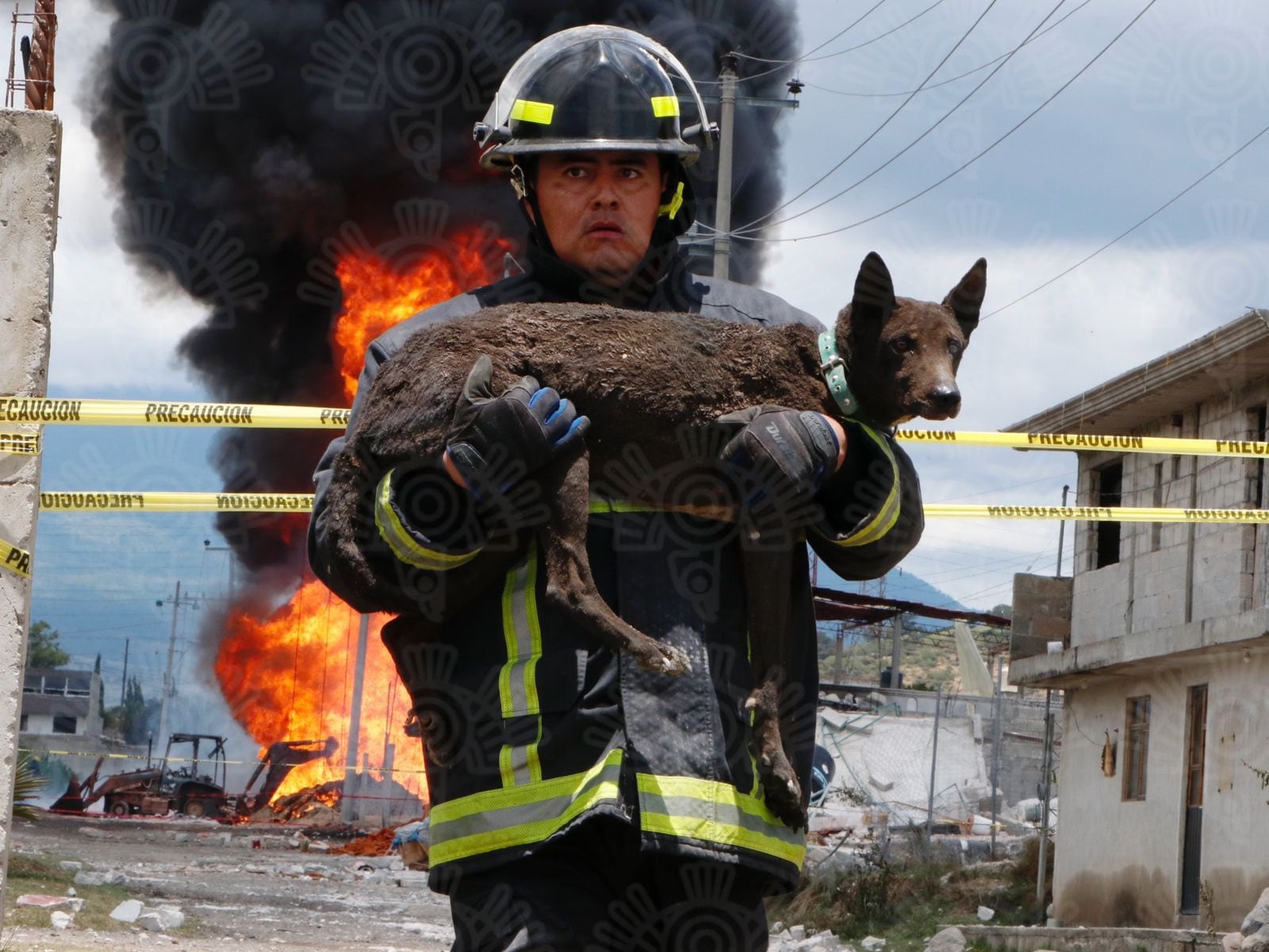 Bombero rescata a perrito de explosión en toma clandestina de Amozoc, Puebla