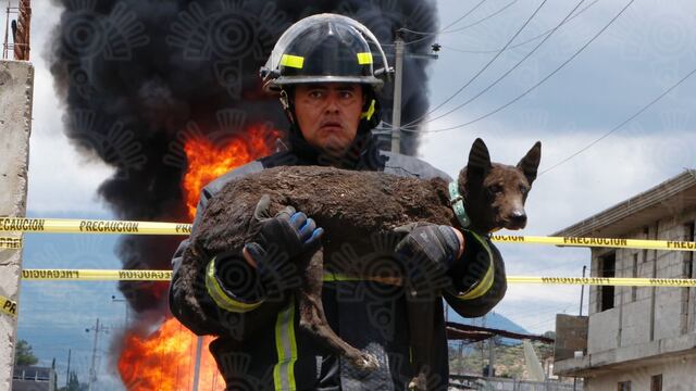 Bombero rescata a perrito de explosión en toma clandestina de Amozoc, Puebla