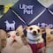 Uber Pet ya está disponible en CDMX; perros, gatos y más mascotas viajarán contigo