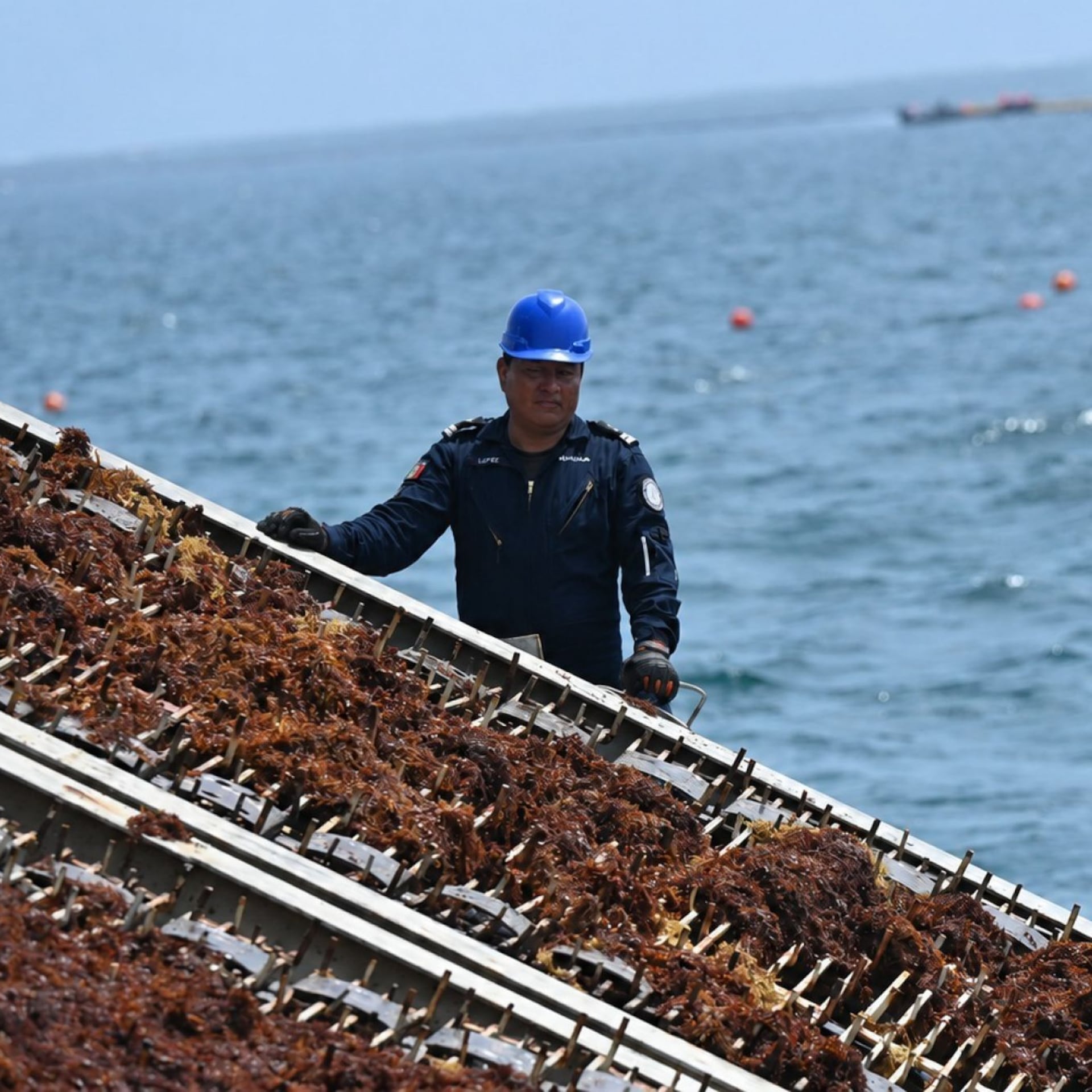 Caribe y Europa llaman a construir un mercado del sargazo