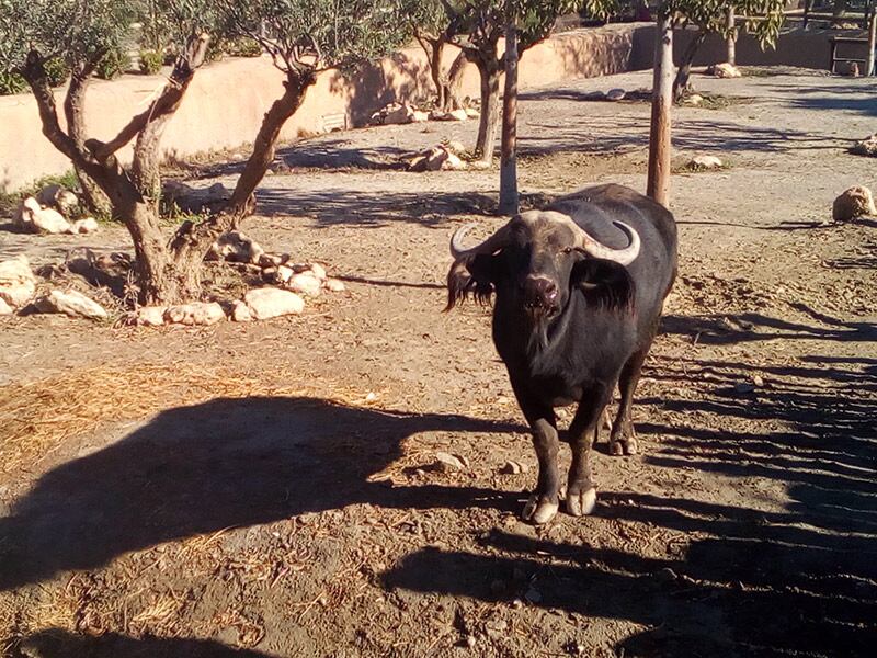Búfalo cafre en la sábana africana