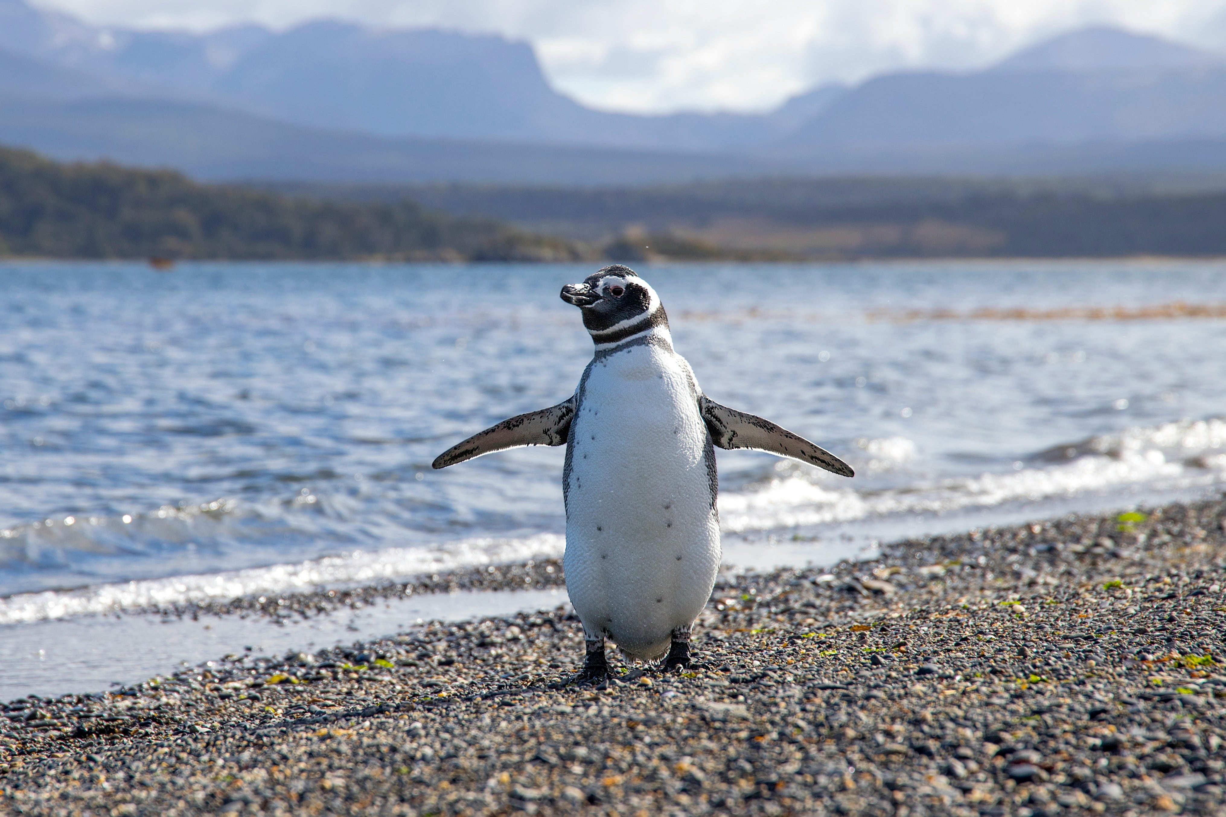 Pingüino