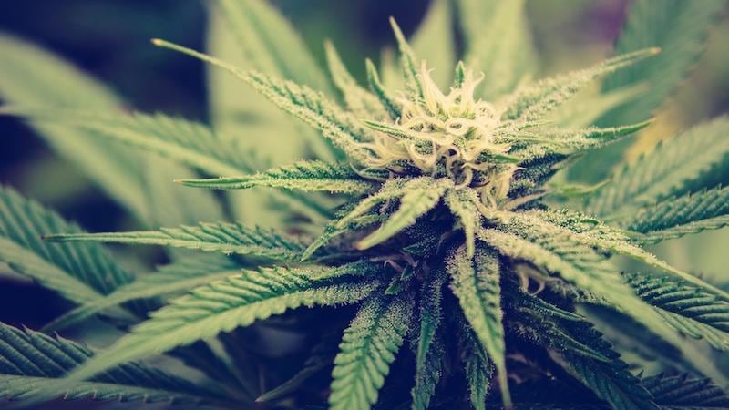 weed marihuana