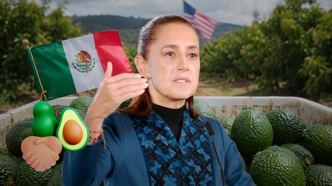 Sheinbaum revela acuerdos con aguacateros para reactivar exportaciones a Estados Unidos
