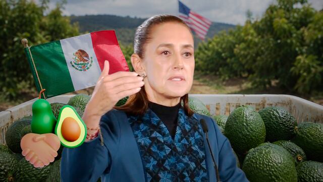 Sheinbaum revela acuerdos para reabrir exportación de aguacate michoacano a Estados Unidos
