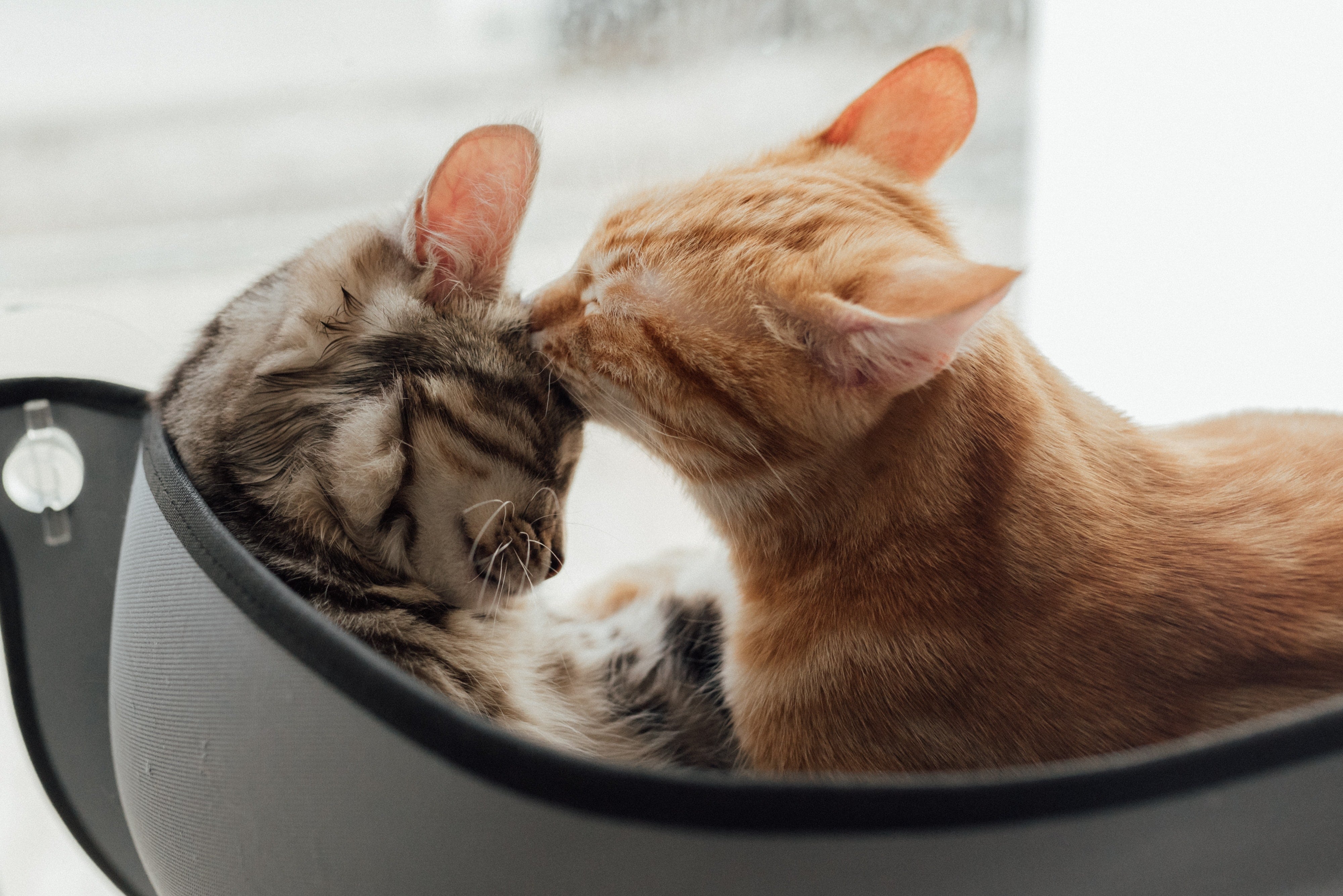 Gatos