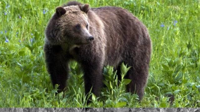 Autoridades matan osa que devoró a excursionista en Yellowstone