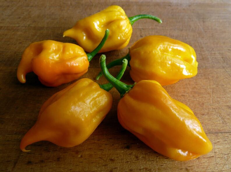 Chile habanero