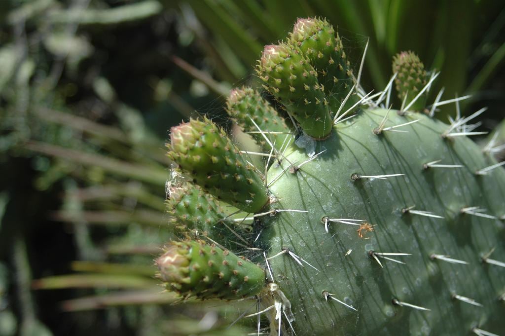 Opuntia