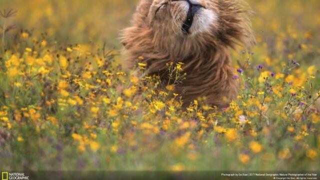 ¿National Geographic se termina?