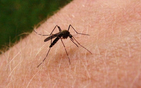 Mosquito