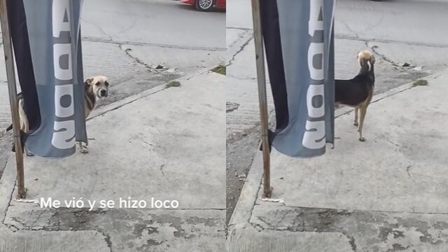 Perro escapa de casa y cuando sueño lo encuentra se hace el loco