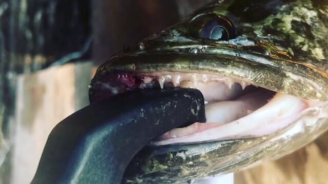 Las autoridades han informado que se trata de una especie invasora, por lo que piden eliminarla a quien la encuentre.