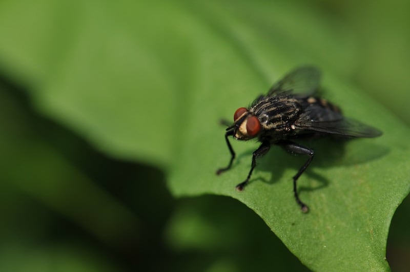 Mosca