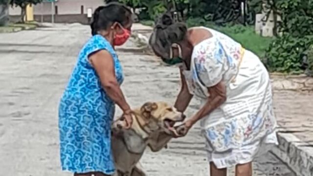 Rescatan a perrito